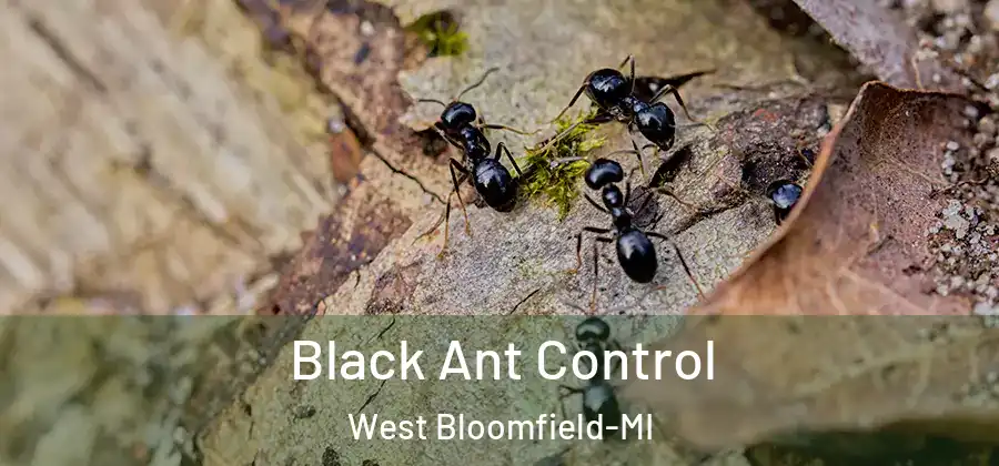 Black Ant Control West Bloomfield-MI