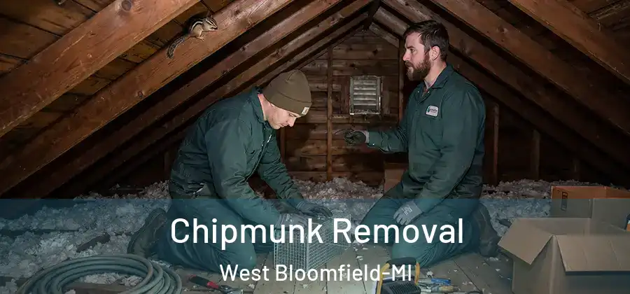 Chipmunk Removal West Bloomfield-MI