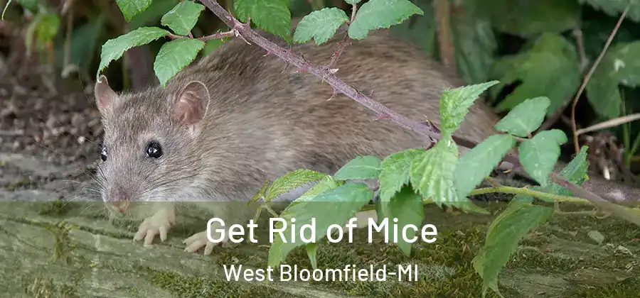 Get Rid of Mice West Bloomfield-MI