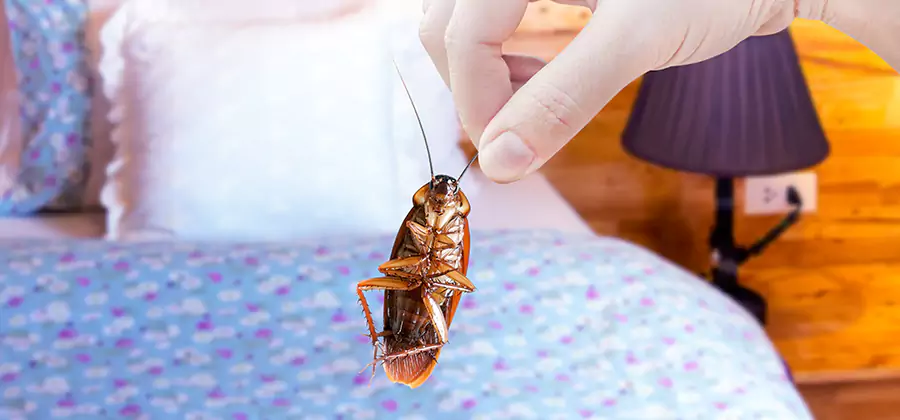Fast Roach Elimination in West Bloomfield