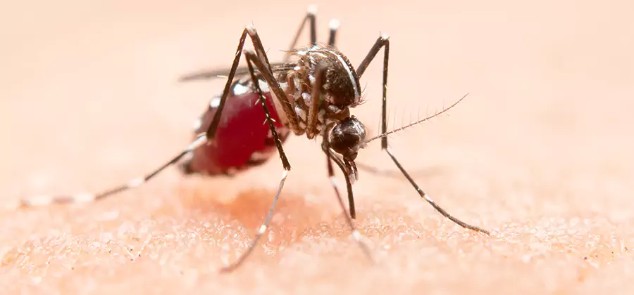 Indoor Mosquito Killer and Interior Control in West Bloomfield