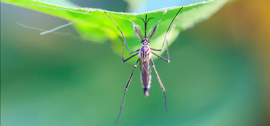 Home Defense Insect Killer in West Bloomfield