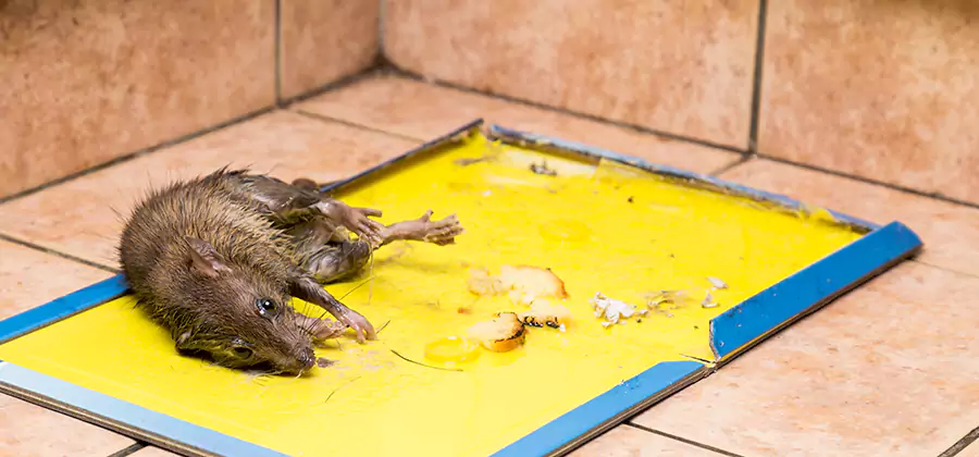 Rat Trapping Service In West Bloomfield