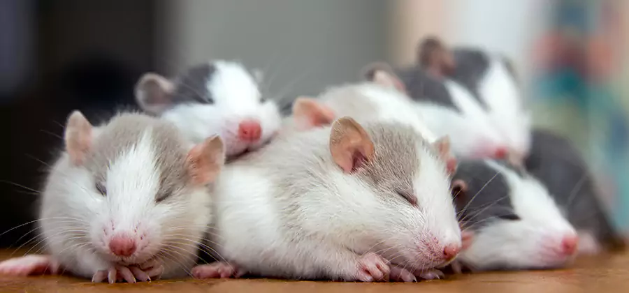 Rat Infestation Exclusion Service in West Bloomfield