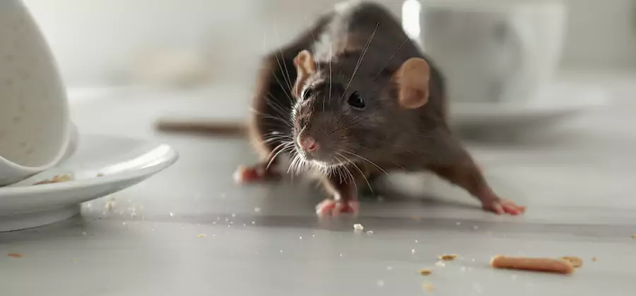 Attic Rat Exclusion Service in West Bloomfield