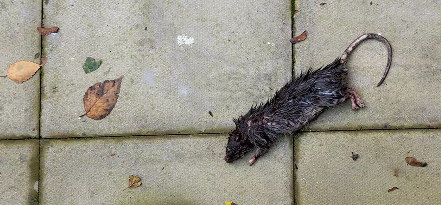 Rodent inspection service in West Bloomfield
