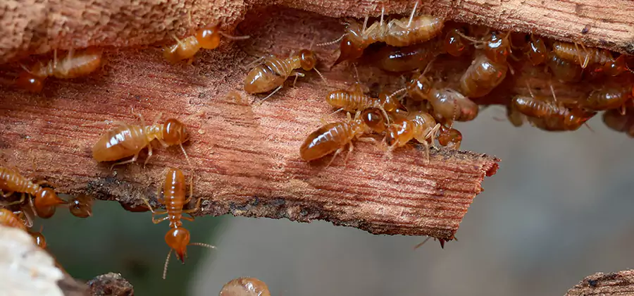 Perimeter Soil Termite Treatment in West Bloomfield
