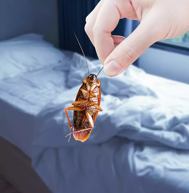 Why Choose West Bloomfield Pest Control Pro for Bed Bug Extermination in West Bloomfield, MI?