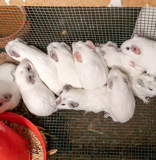 Why West Bloomfield Pest Control Pro Is the Trusted Choice in West Bloomfield, MI?