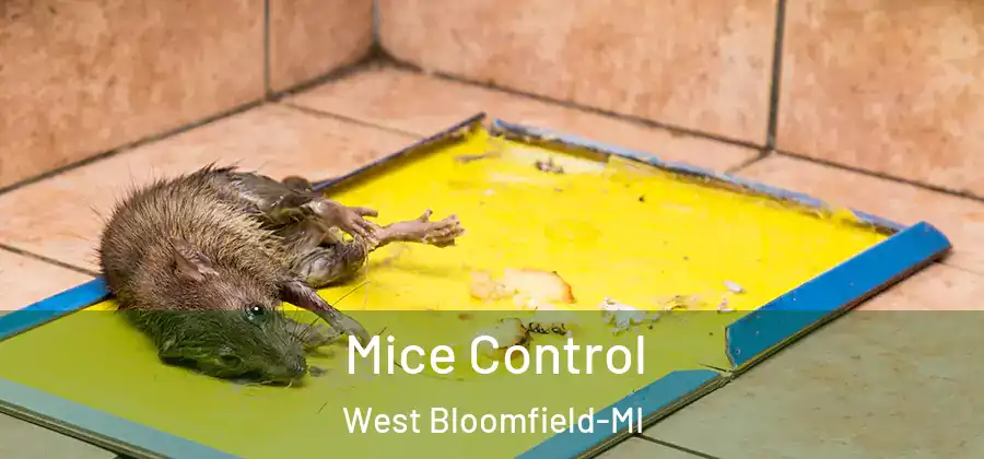 Mice Control West Bloomfield-MI