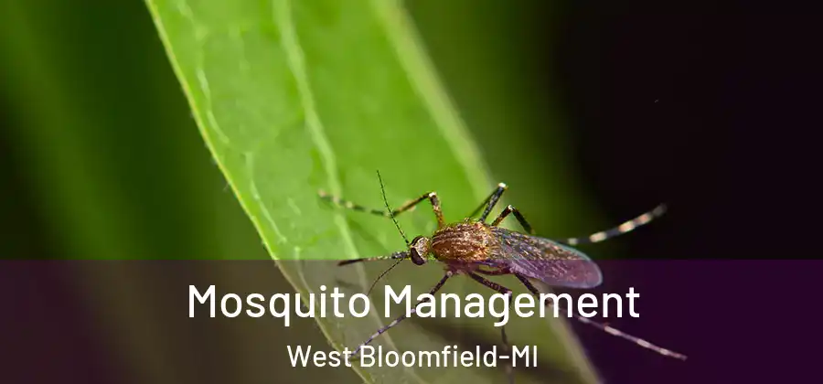 Mosquito Management West Bloomfield-MI