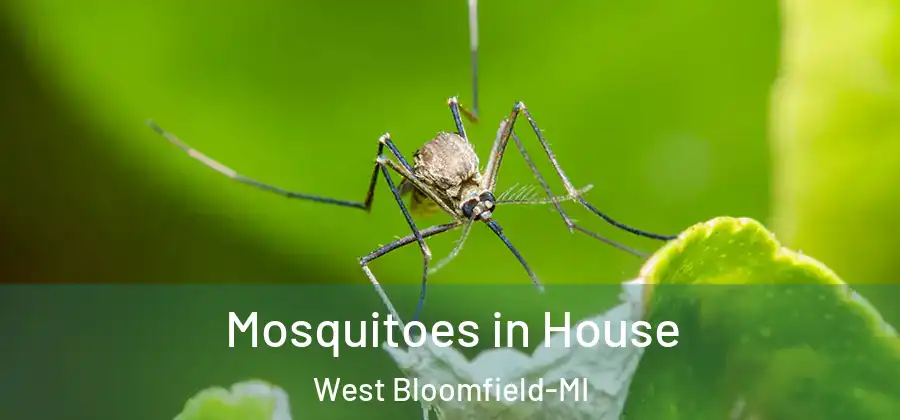  Mosquitoes in House West Bloomfield-MI
