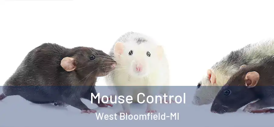 Mouse Control West Bloomfield-MI