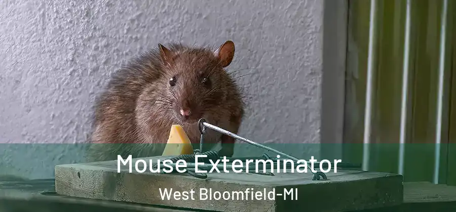 Mouse Exterminator West Bloomfield-MI