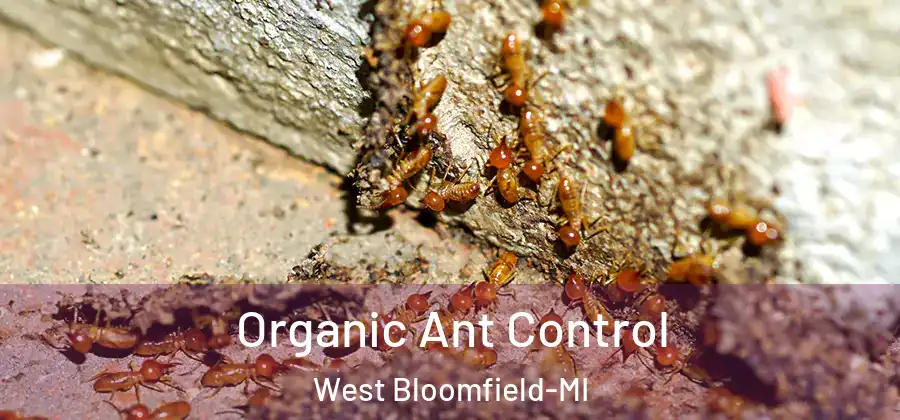 Organic Ant Control West Bloomfield-MI