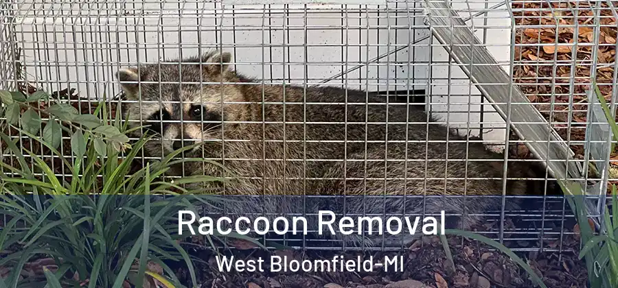 Raccoon Removal West Bloomfield-MI