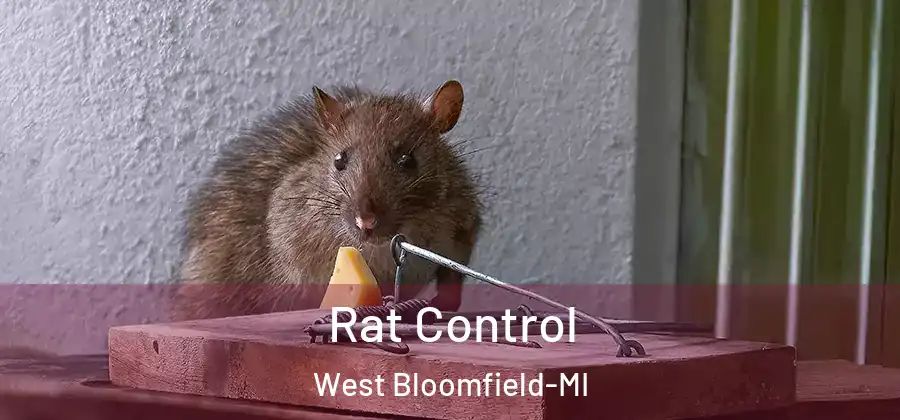 Rat Control West Bloomfield-MI