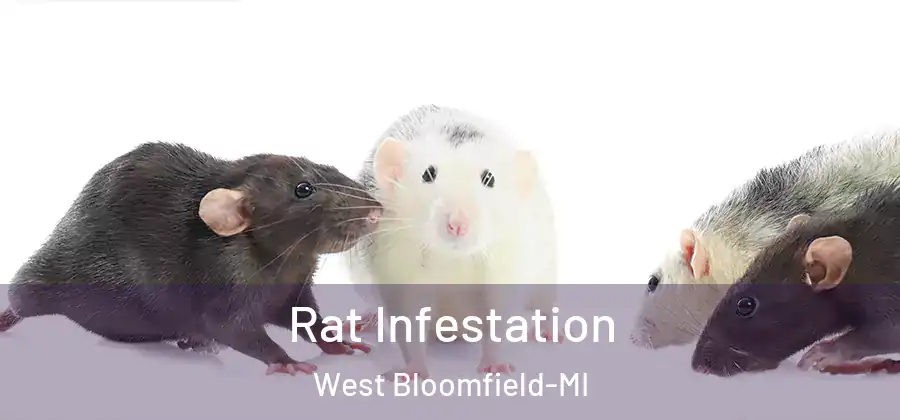 Rat Infestation West Bloomfield-MI