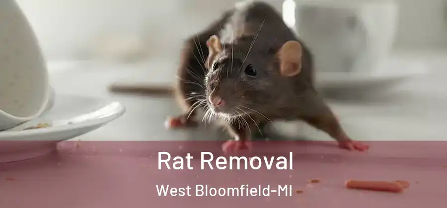 Rat Removal West Bloomfield-MI