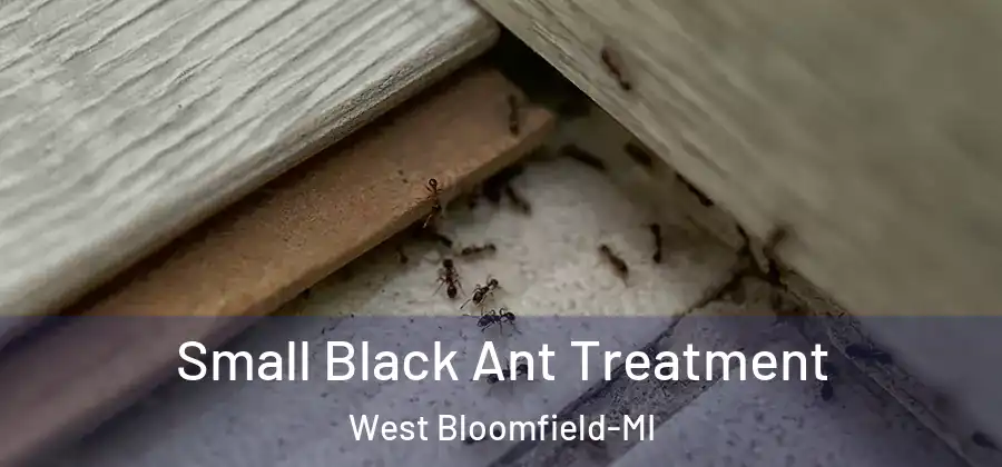 Small Black Ant Treatment West Bloomfield-MI