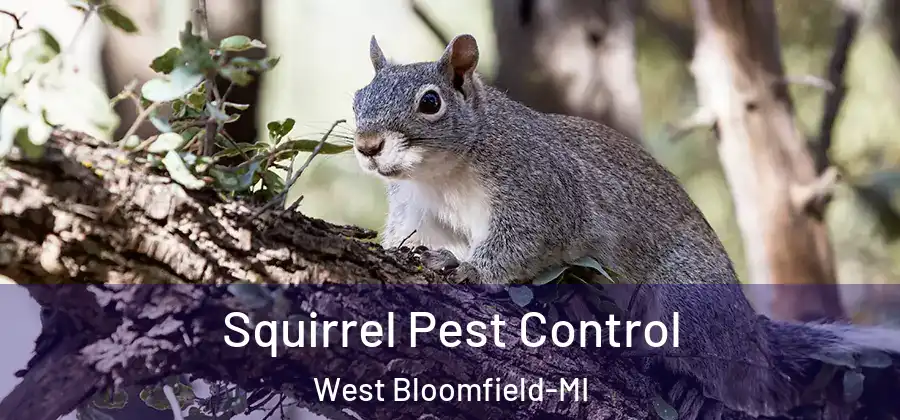 Squirrel Pest Control West Bloomfield-MI