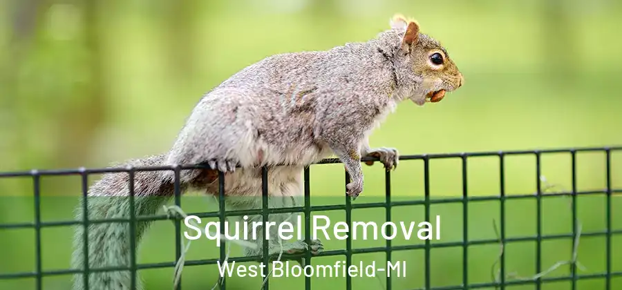 Squirrel Removal West Bloomfield-MI