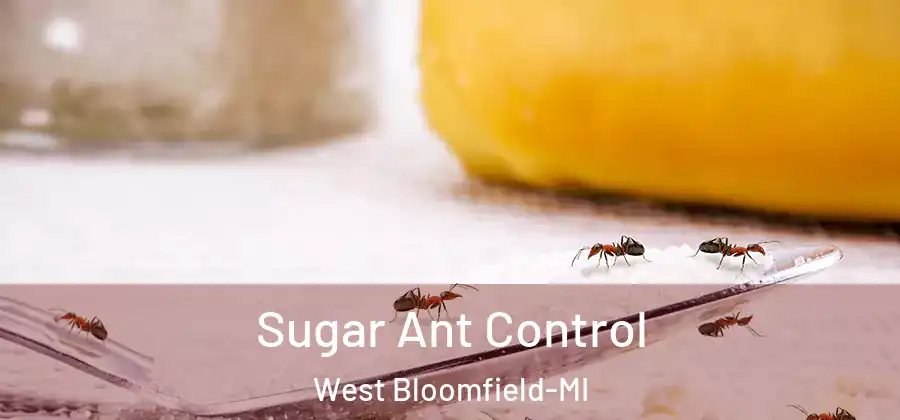 Sugar Ant Control West Bloomfield-MI