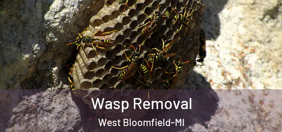  Wasp Removal West Bloomfield-MI